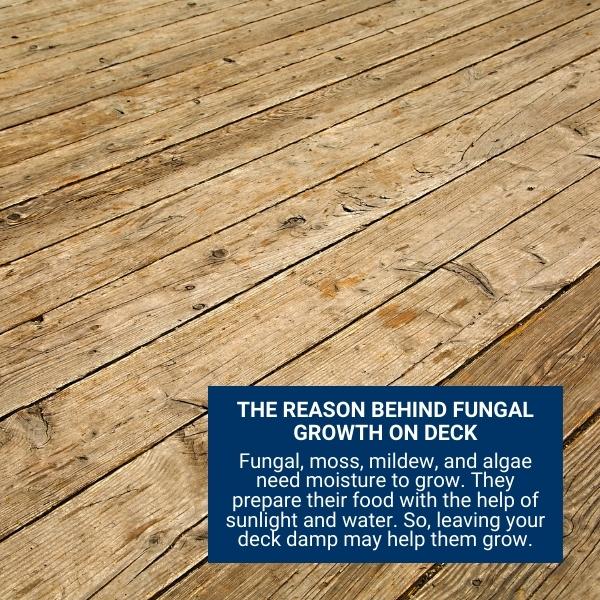 REASON BEHIND FUNGAL GROWTH ON DECK
