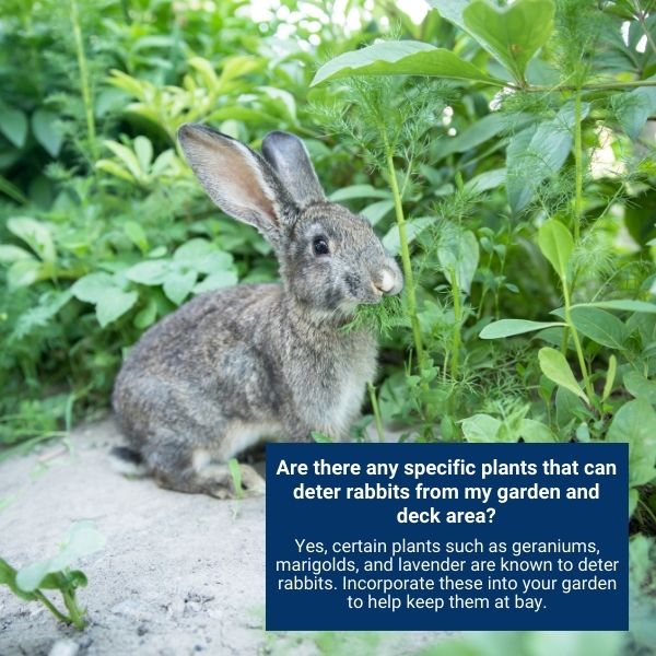 Are there any specific plants that can deter rabbits from my garden and deck area?