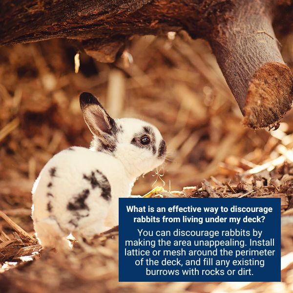 How To Get Rid Of Rabbits Under Deck? 7 Simple Steps!