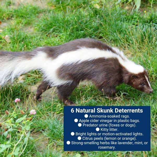 6 Natural Skunk Deterrents