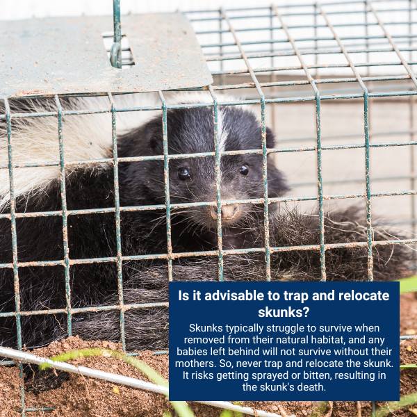 Is it advisable to trap and relocate skunks?