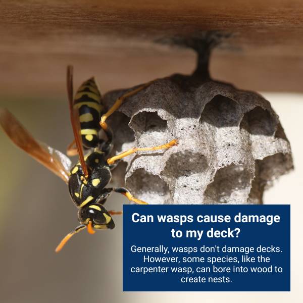 Can wasps cause damage to my deck?