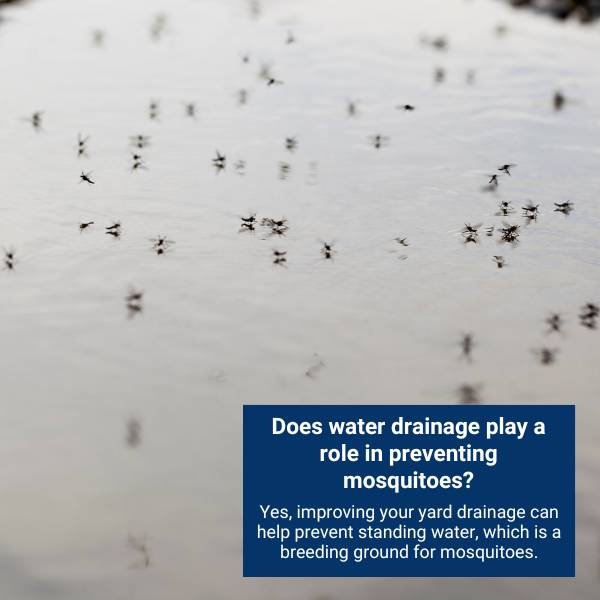 Does water drainage play a role in preventing mosquitoes?