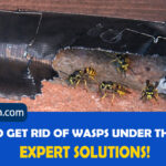 How To Get Rid Of Wasps Under The Deck