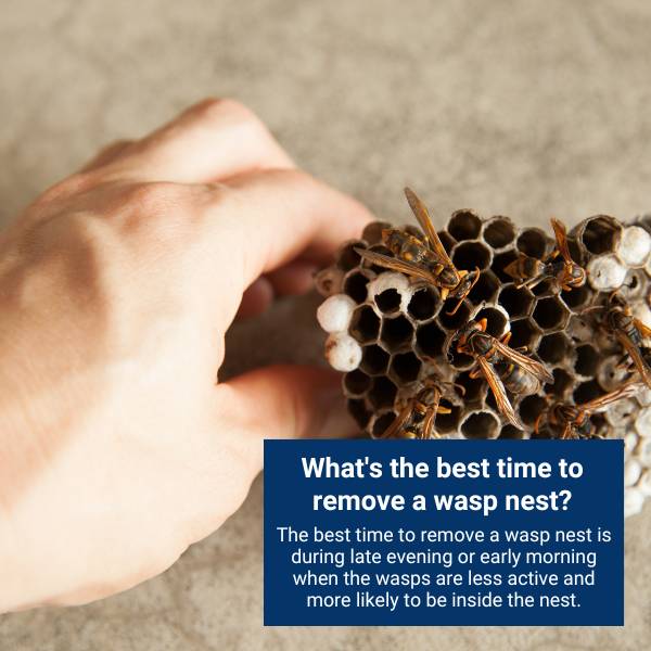 What's the best time to remove a wasp nest? 
